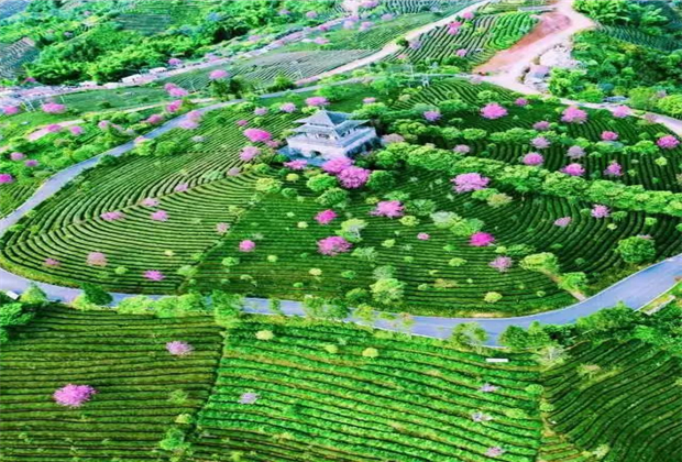 普爾旅游：中華普洱茶博覽苑的櫻花開了……